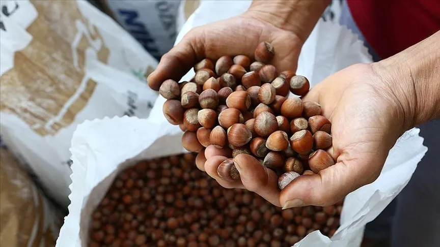 Fındık İhracatı Sezona Güçlü Başladı 