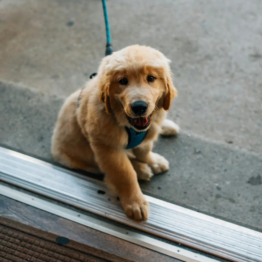 Köpek Sahiplerine Yeni Yükümlülük